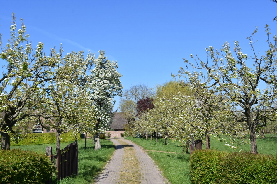 Boomgaard 2 - Planten - 