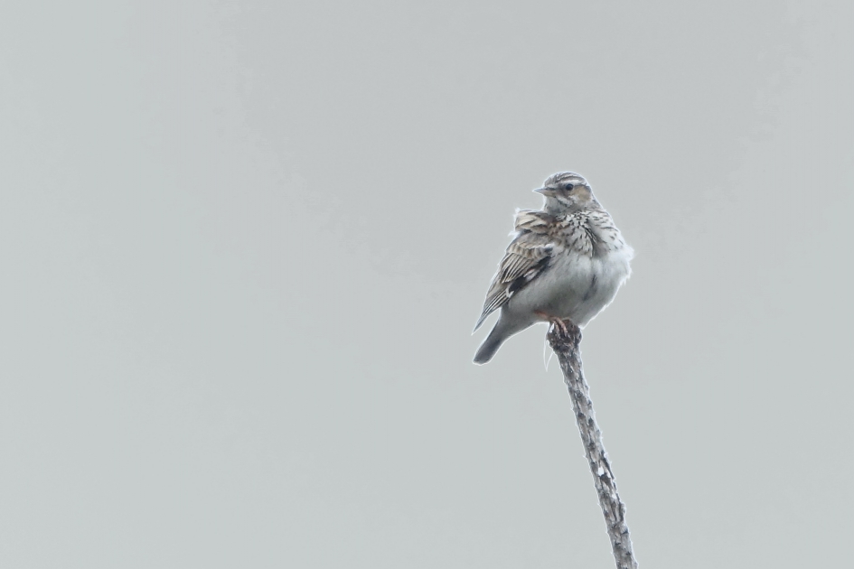 Boomleeuwerik - Vogels - Boomleeuwerik