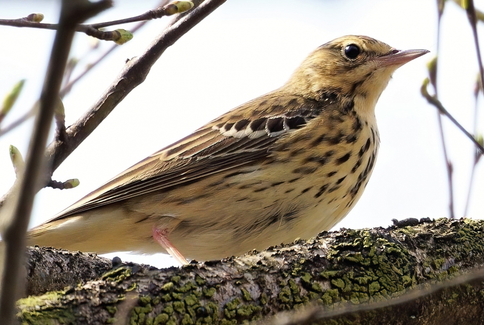 Boompieper - Vogels - Boompieper