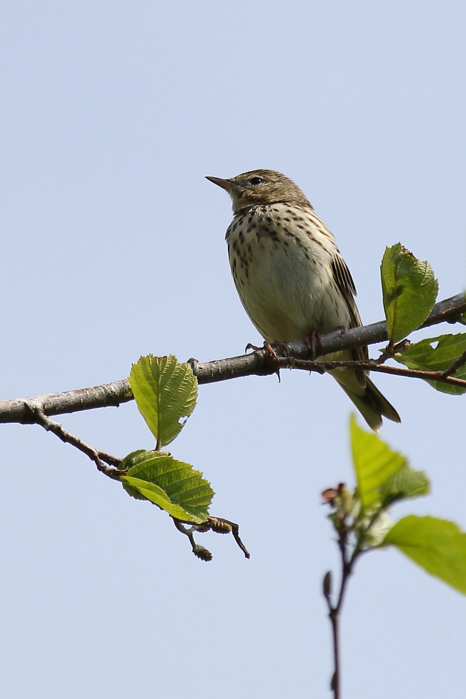 boompieper - Vogels - boompieper