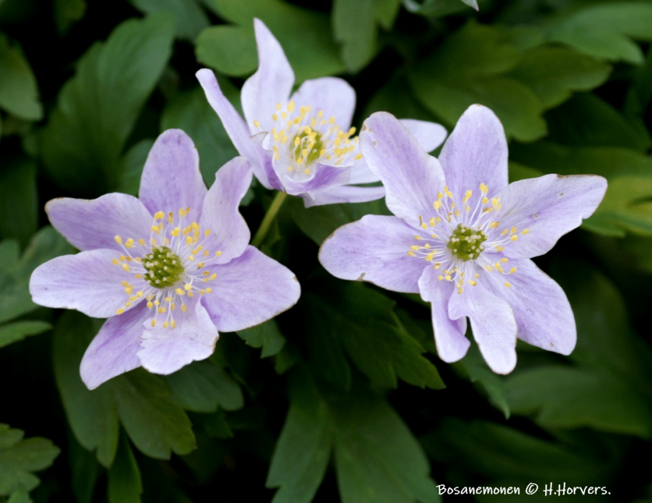 Bosanemonen - Planten - Bosanemonen