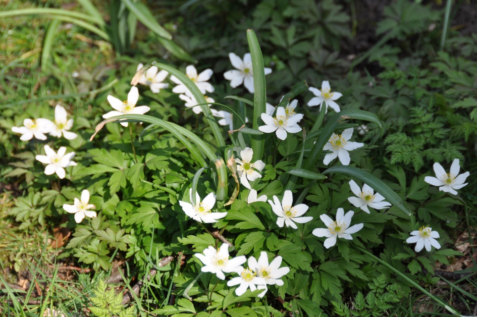 Bosanemonen - Planten - 