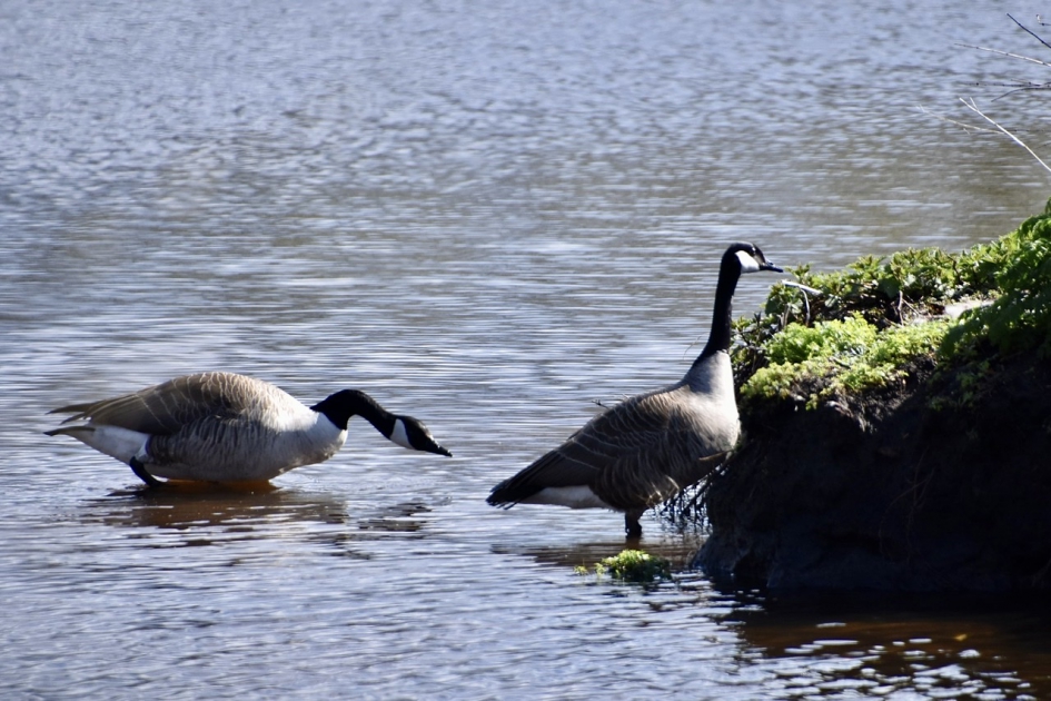 Canadese ganzen - Vogels - 