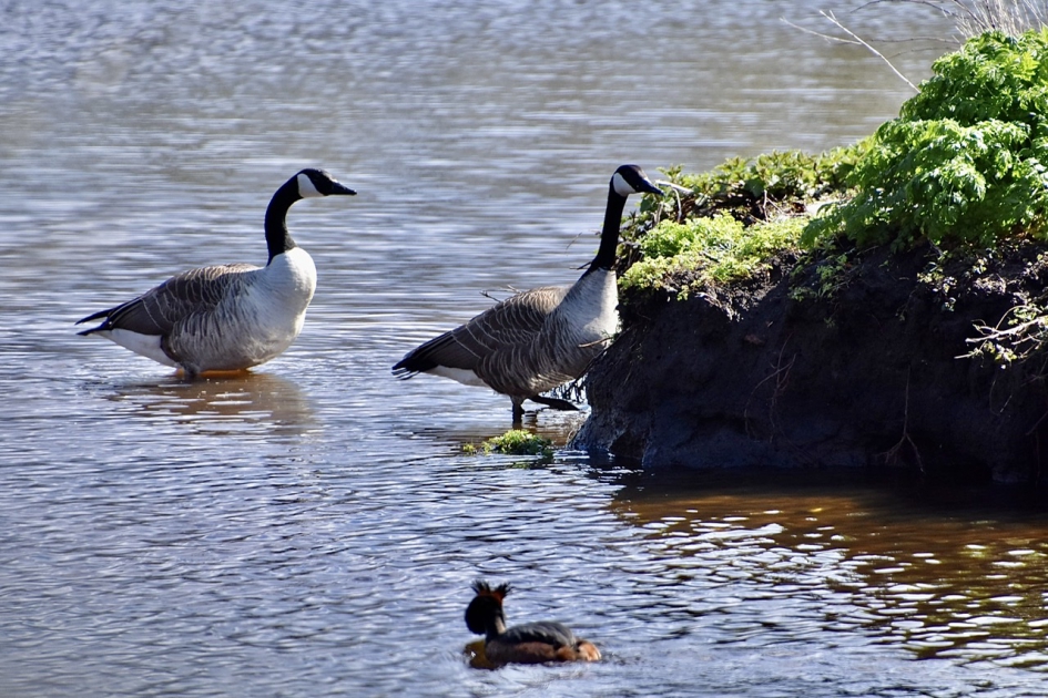 Canadese ganzen en fuut - Vogels - 