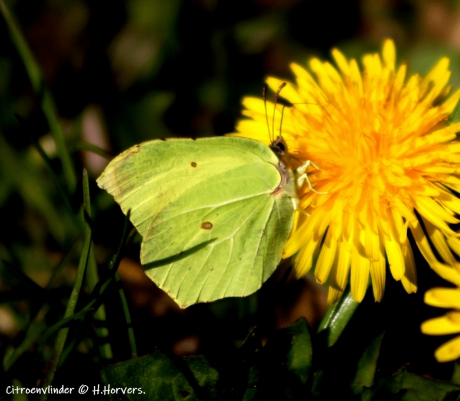 Citroenvlinder