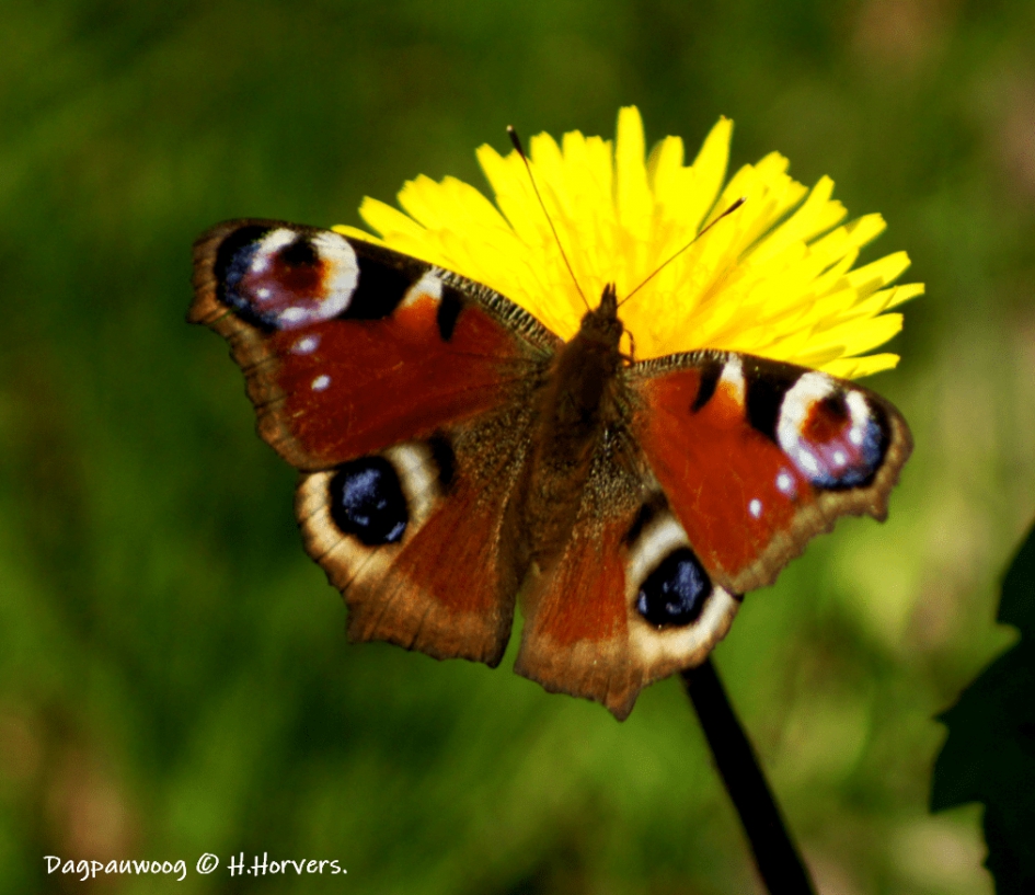 Dagpauwoog - Geleedpotigen - Dagpauwoog