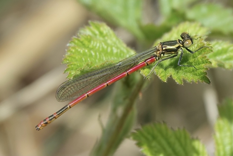 De eerste Vuurjuffer