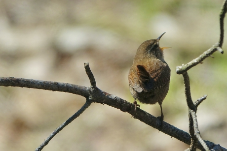 De Koning zingt zijn hoogste lied