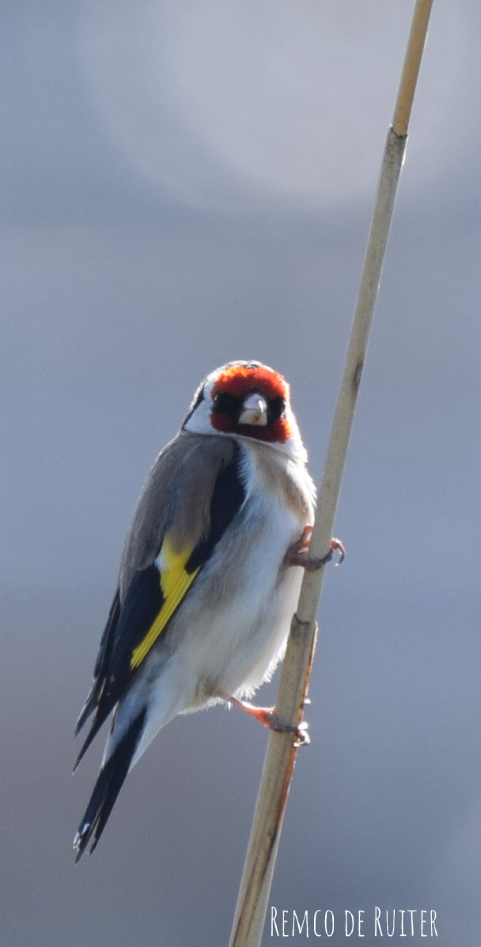 De Putter - Vogels - De Putter