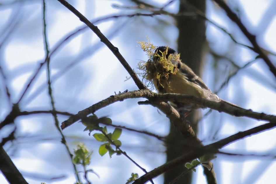 de stoffeerder - Vogels - koolmees
