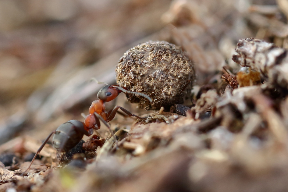 de thuisbezorger - Geleedpotigen - behaarde rode bosmier
