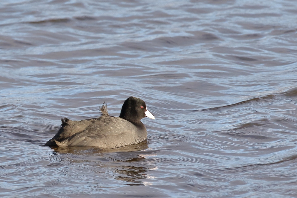 de wind eronder hebben - Vogels - meerkoet