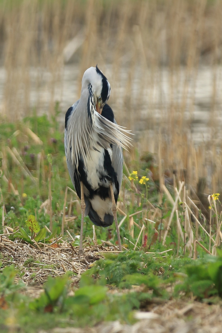 de wind van voren krijgen - Vogels - blauwe reiger