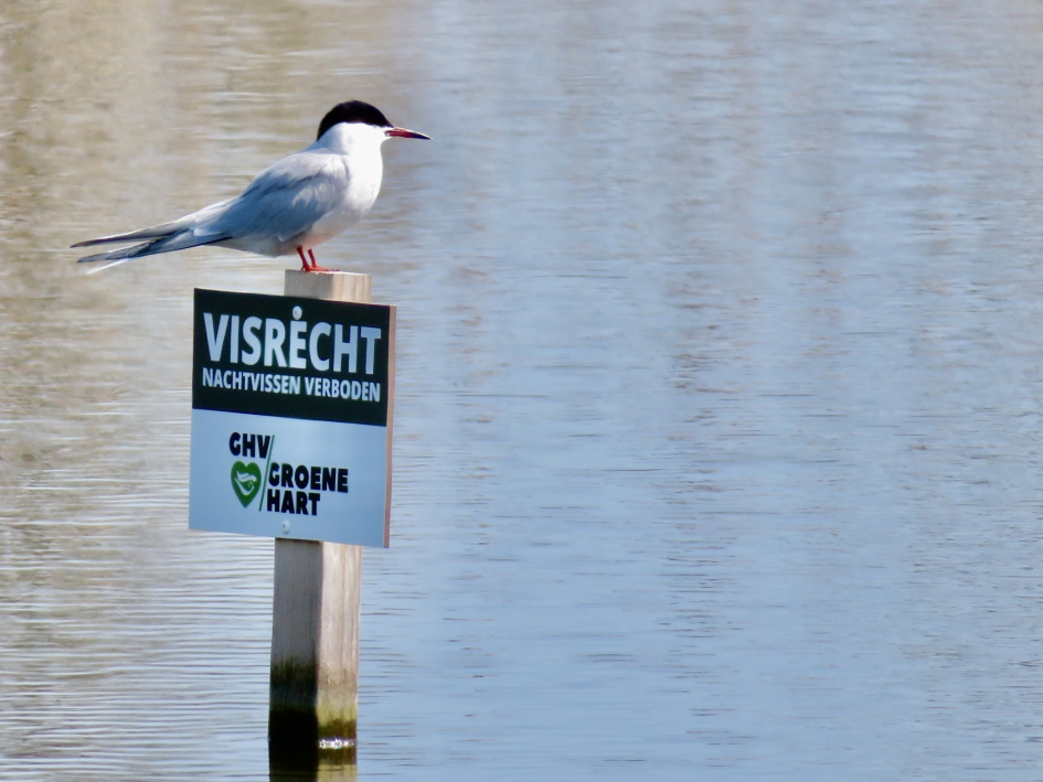 Dief overdag - Vogels - Visdief