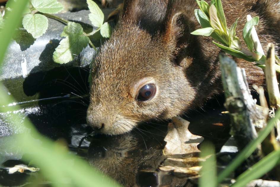 Dorst - Zoogdieren - Eekhoorn