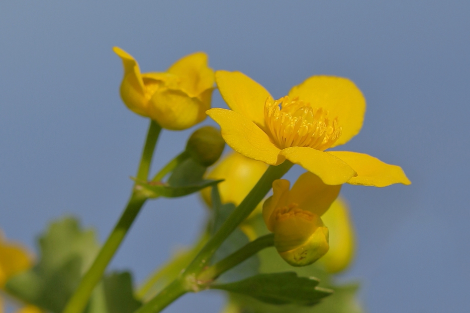 dotterbloem - Planten - dotterbloem