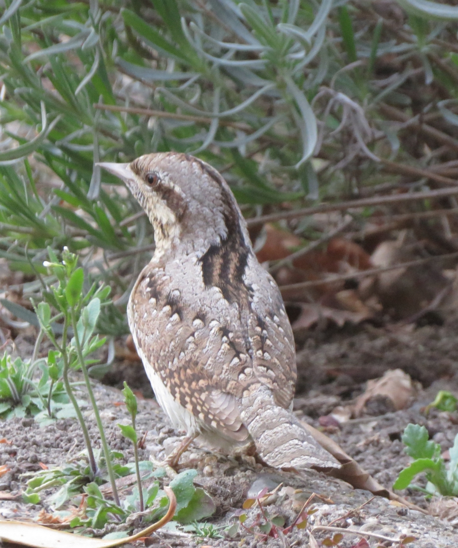 Draaihals - Vogels - Draaihals