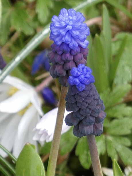 Druifjes ofwel druifhyacint