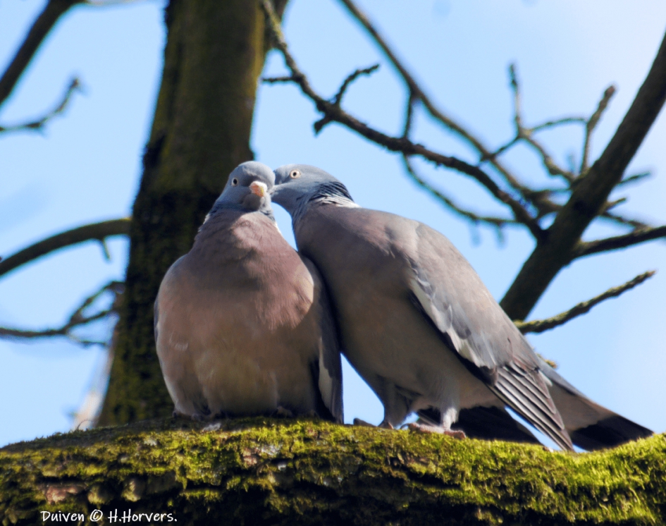 Duiven - Vogels - Duiven