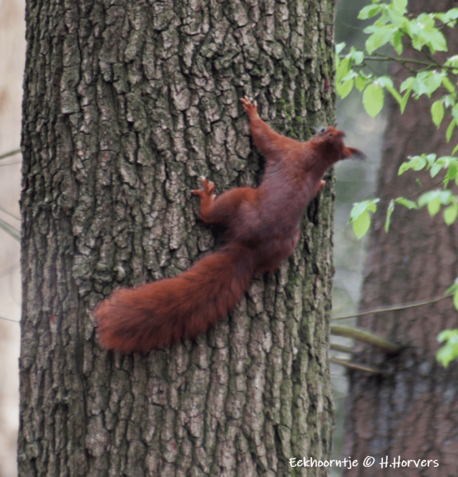 Eekhoorntje - Zoogdieren - Eekhoorntje