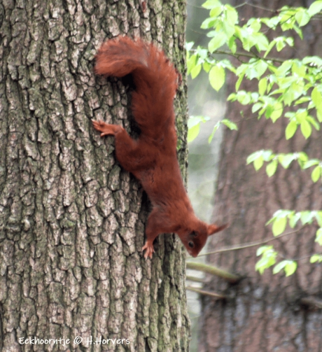 Eekhoorntje