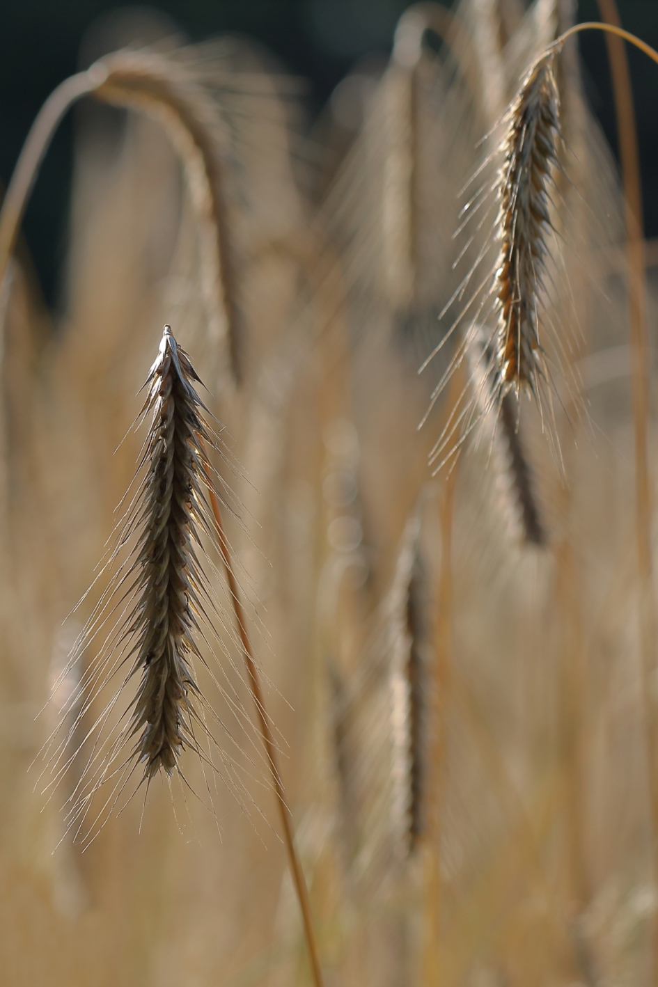 een graantje meepikken - Planten - gerst