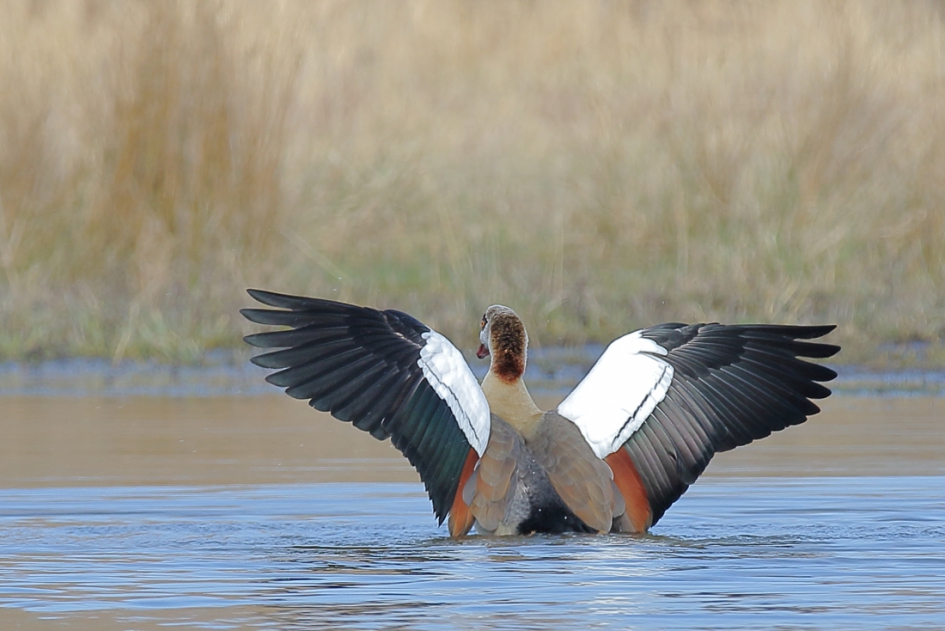 een kleurtje weten te geven - Vogels - nijlgans