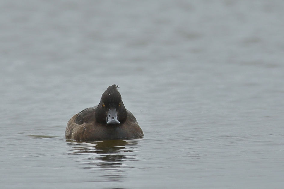 een ''off day''? - Vogels - kuifeend -v-