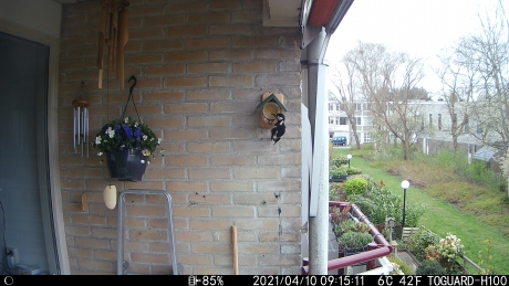 een specht op mijn Balkon in Buitenveldert