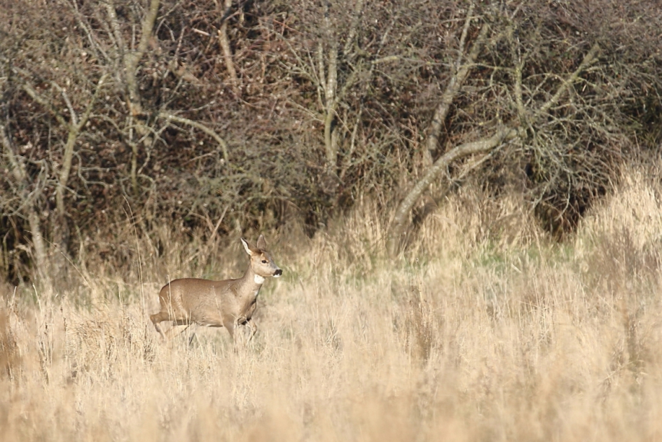 een Twents ommetje - Zoogdieren - ree  -v-
