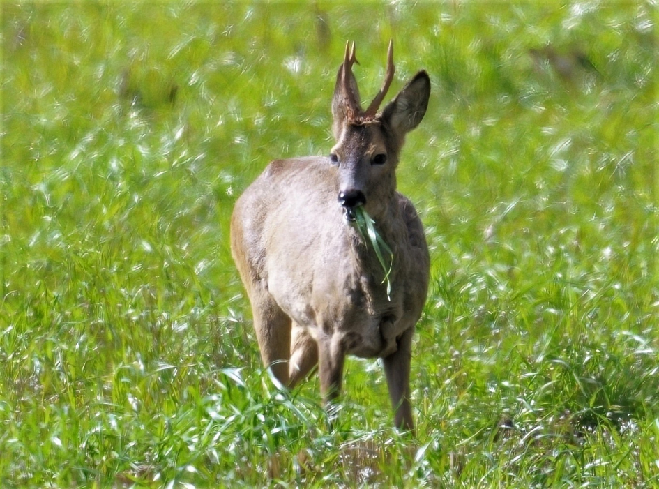 etenstijd - Zoogdieren - Reebok