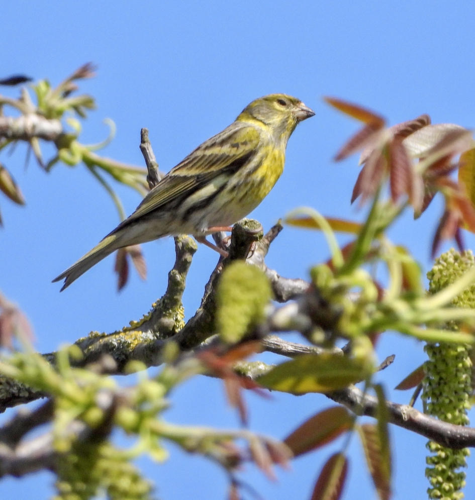 Europese kanarie - Vogels - Europese kanarie