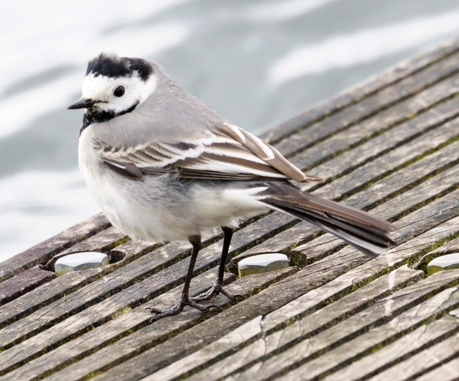 even rust - Vogels - Witte Kwikstaart