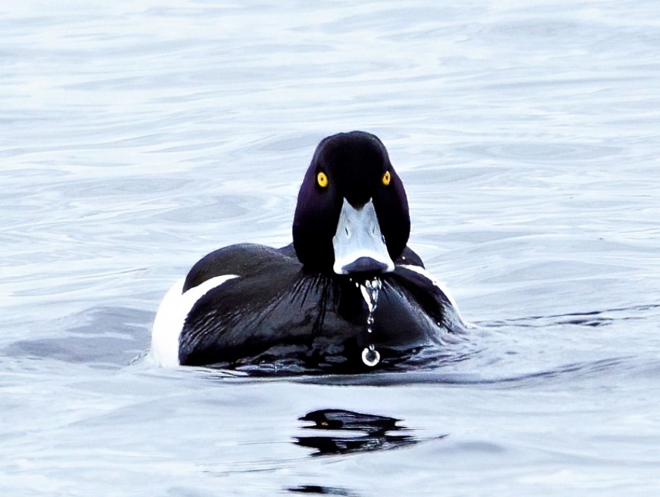 face to face - Vogels - Kuifeend