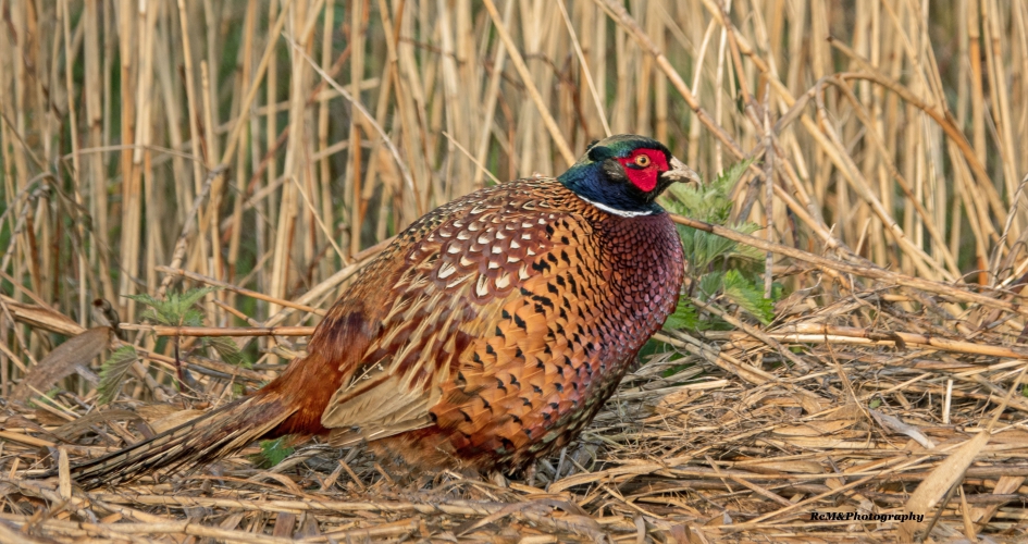 Fazant. - Vogels - Fazant.