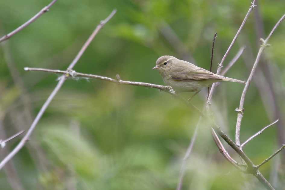 fitis - Vogels - fitis