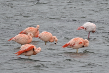 Flamingo’s in het Grevelingenmeer.