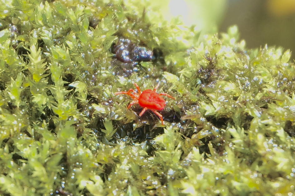 Fluweelmijt - Geleedpotigen - Fluweelmijt