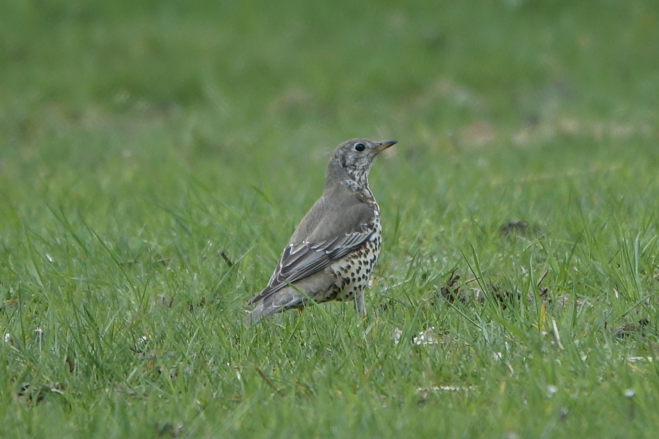 Foeragerende Grote Lijster - Vogels - Grote Lijster
