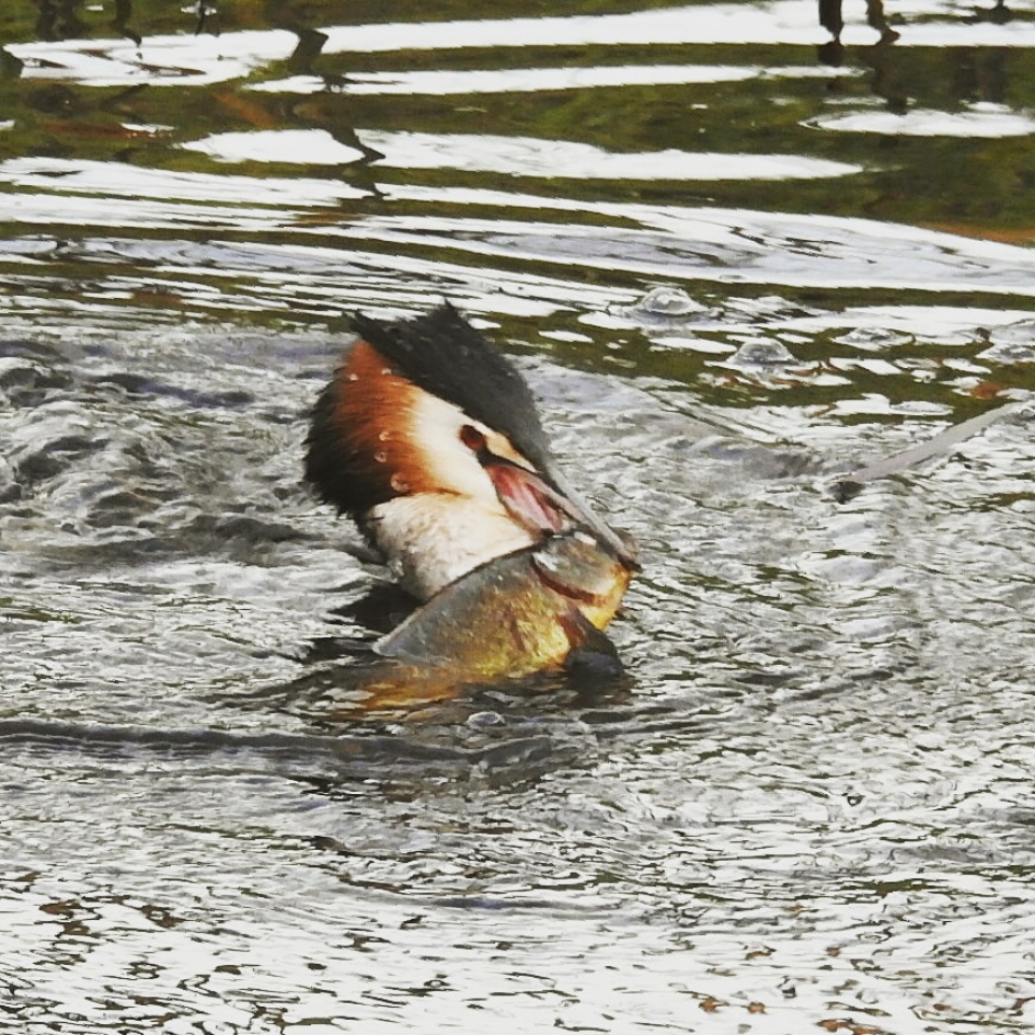 Fouragerende Fuut - Vogels - Fuut