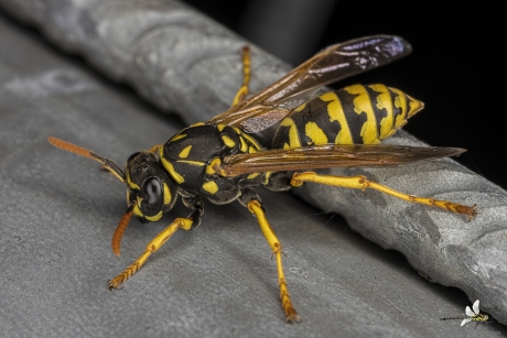 Franse veldwesp (Polistes dominula)