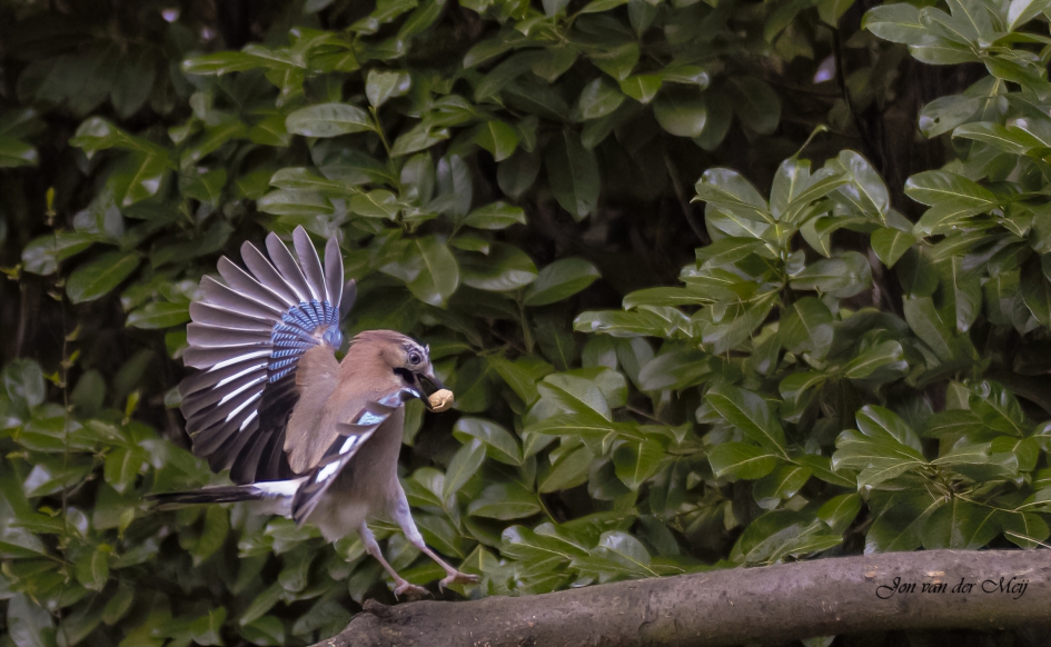 Gaai - Vogels - Gaai
