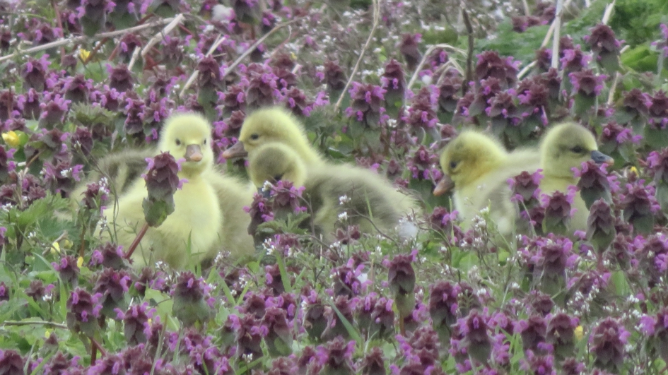 Ganzenpullen - Vogels - 