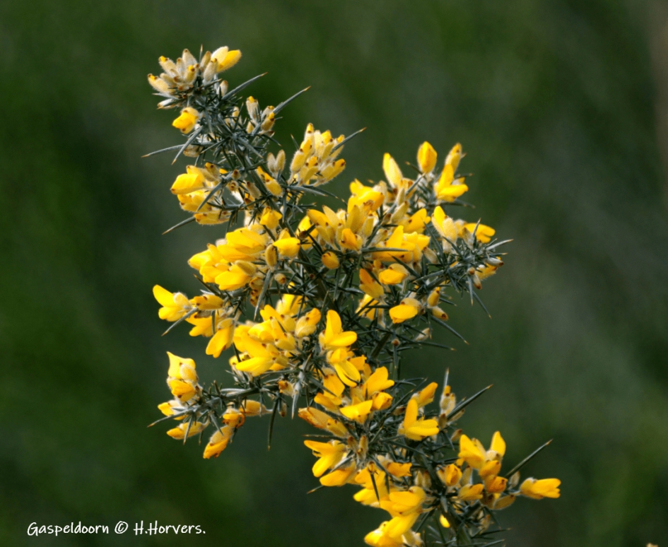 Gaspeldoorn - Planten - Gaspeldoorn
