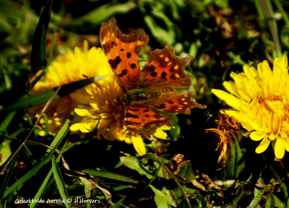 Gehakkelde Aurelia - Geleedpotigen - Gehakkelde Aurelia