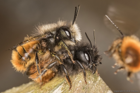 Gehoornde metselbij (Osmia cornuta)