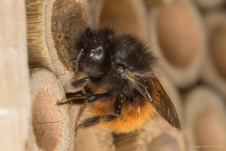 Gehoornde metselbij (Osmia cornuta)