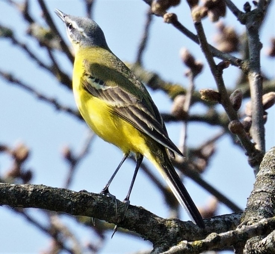 Gele Kwikstaart - Vogels - Gele Kwikstaart