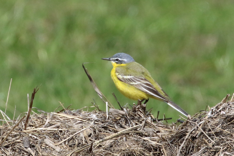 Gele kwikstaart - Vogels - 