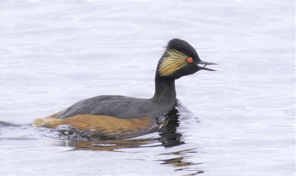 Geoorde Fuut - Vogels - Geoorde Fuut